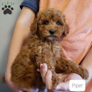 Piper, Mini Goldendoodle Puppy
